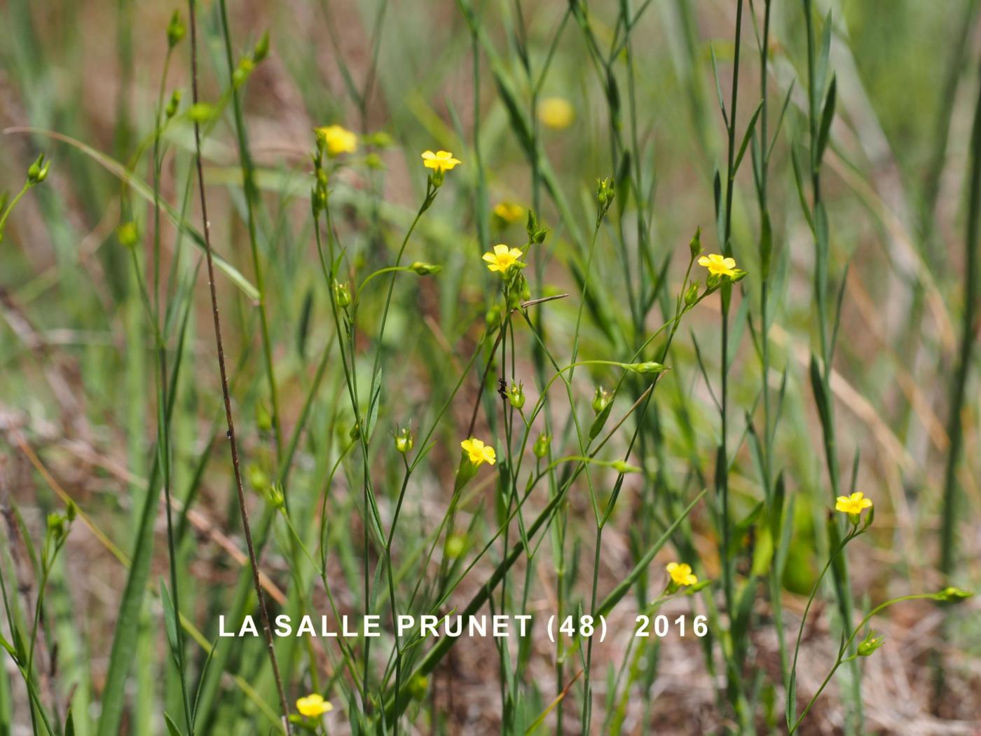 Flax, [Three-styled] plant